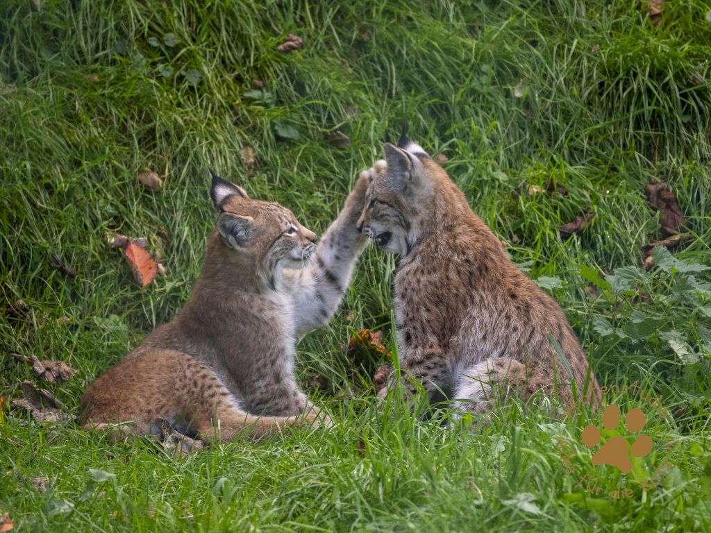 Europ_ischer_Luchs_9161618