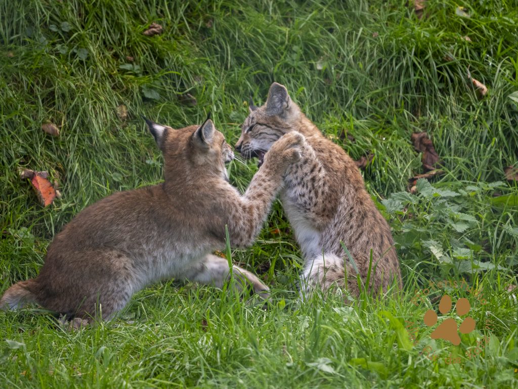 Europ_ischer_Luchs_9161620