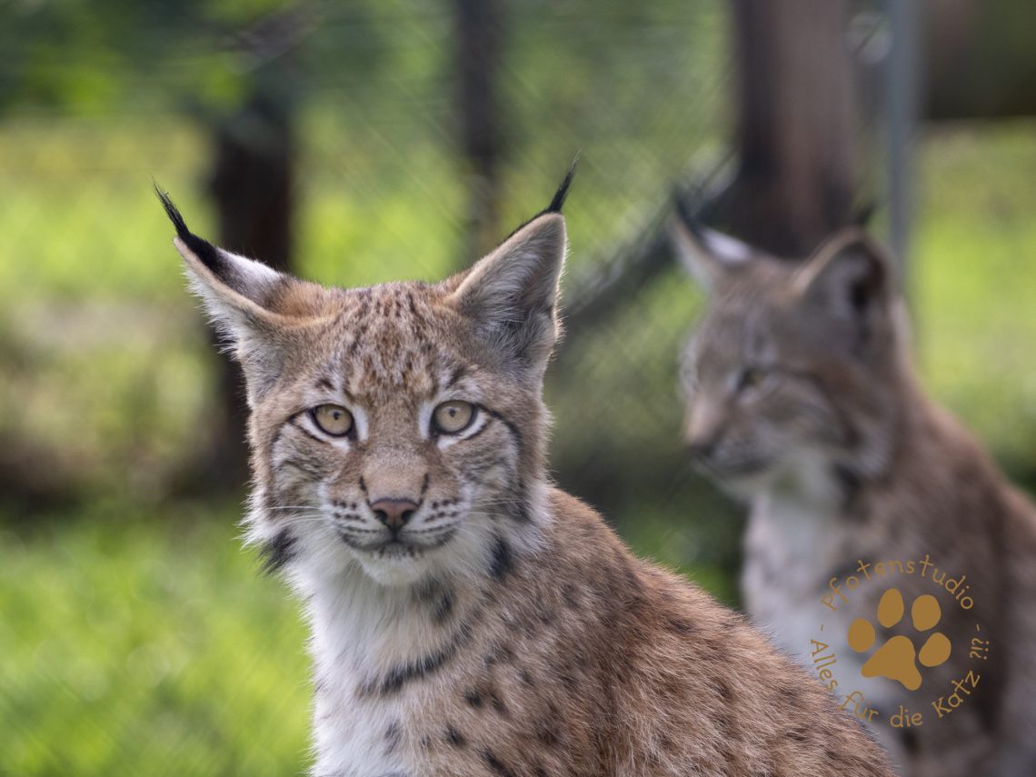 Europ_ischer_Luchs_9161663