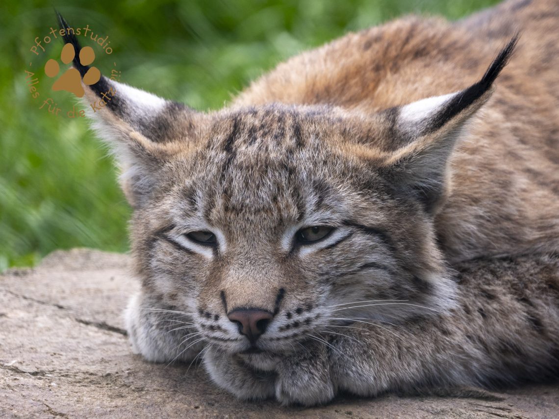 Europ_ischer_Luchs_9161679