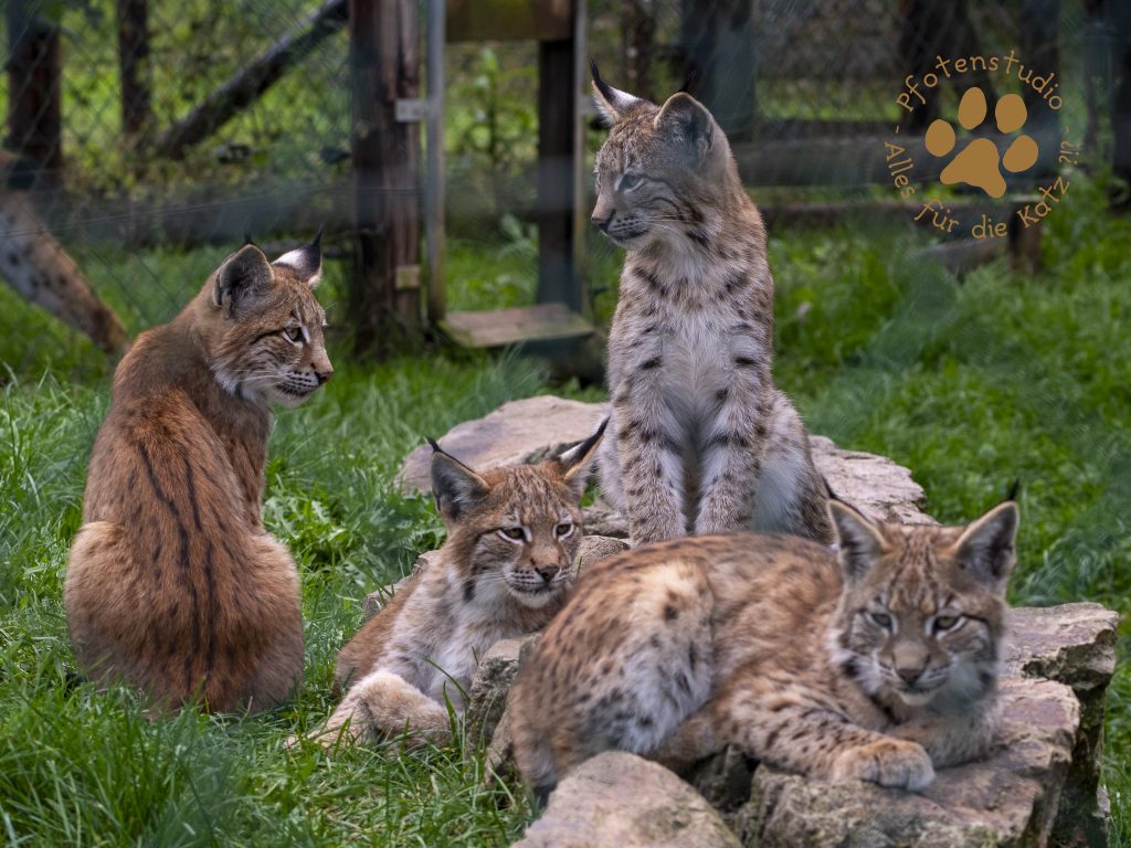 Europ_ischer_Luchs_9161711