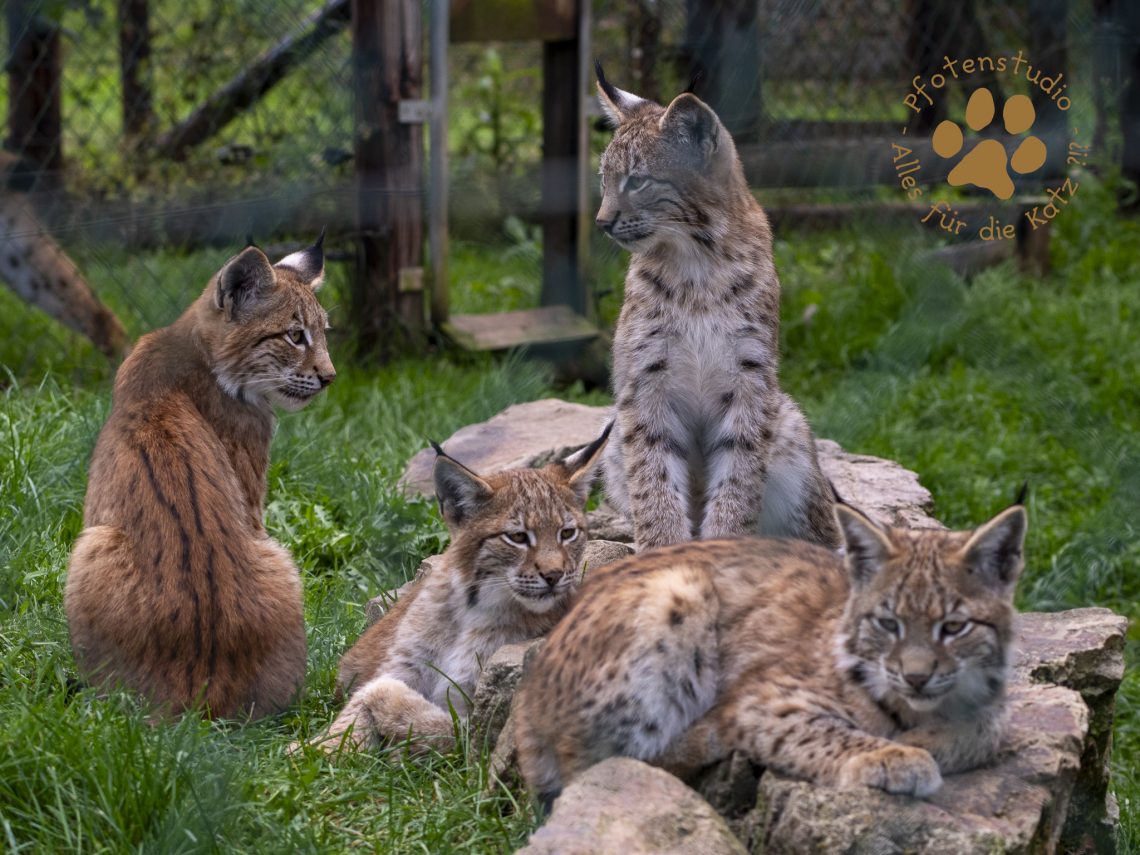 Europ_ischer_Luchs_9161711