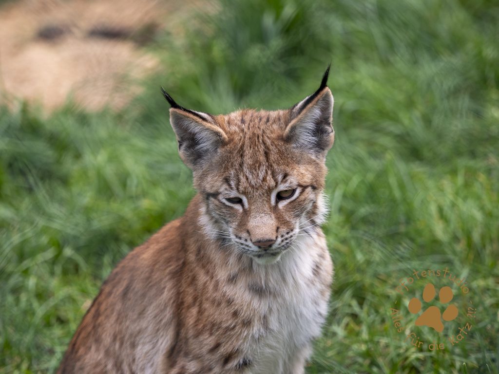 Europ_ischer_Luchs_9161725