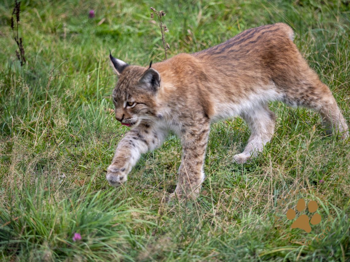 Europ_ischer_Luchs_9171159