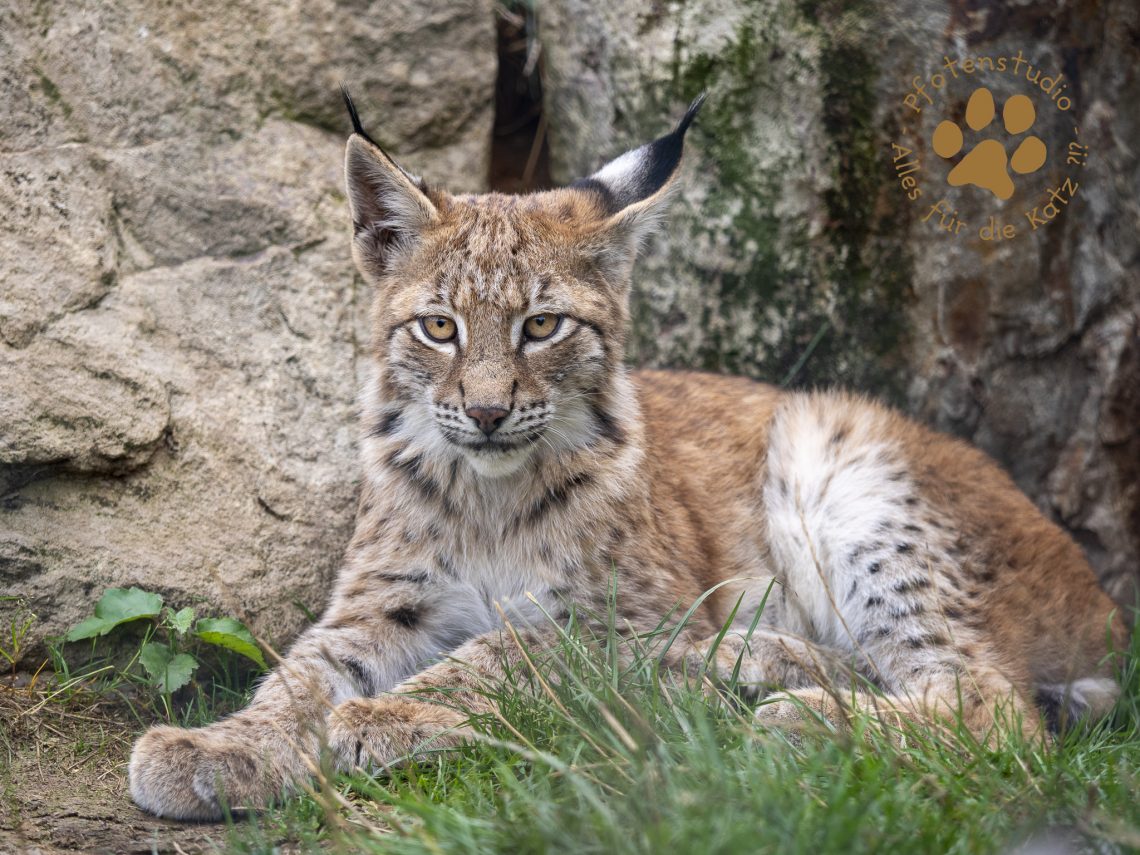 Europ_ischer_Luchs_9171210