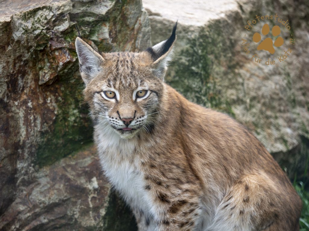 Europ_ischer_Luchs_9171219
