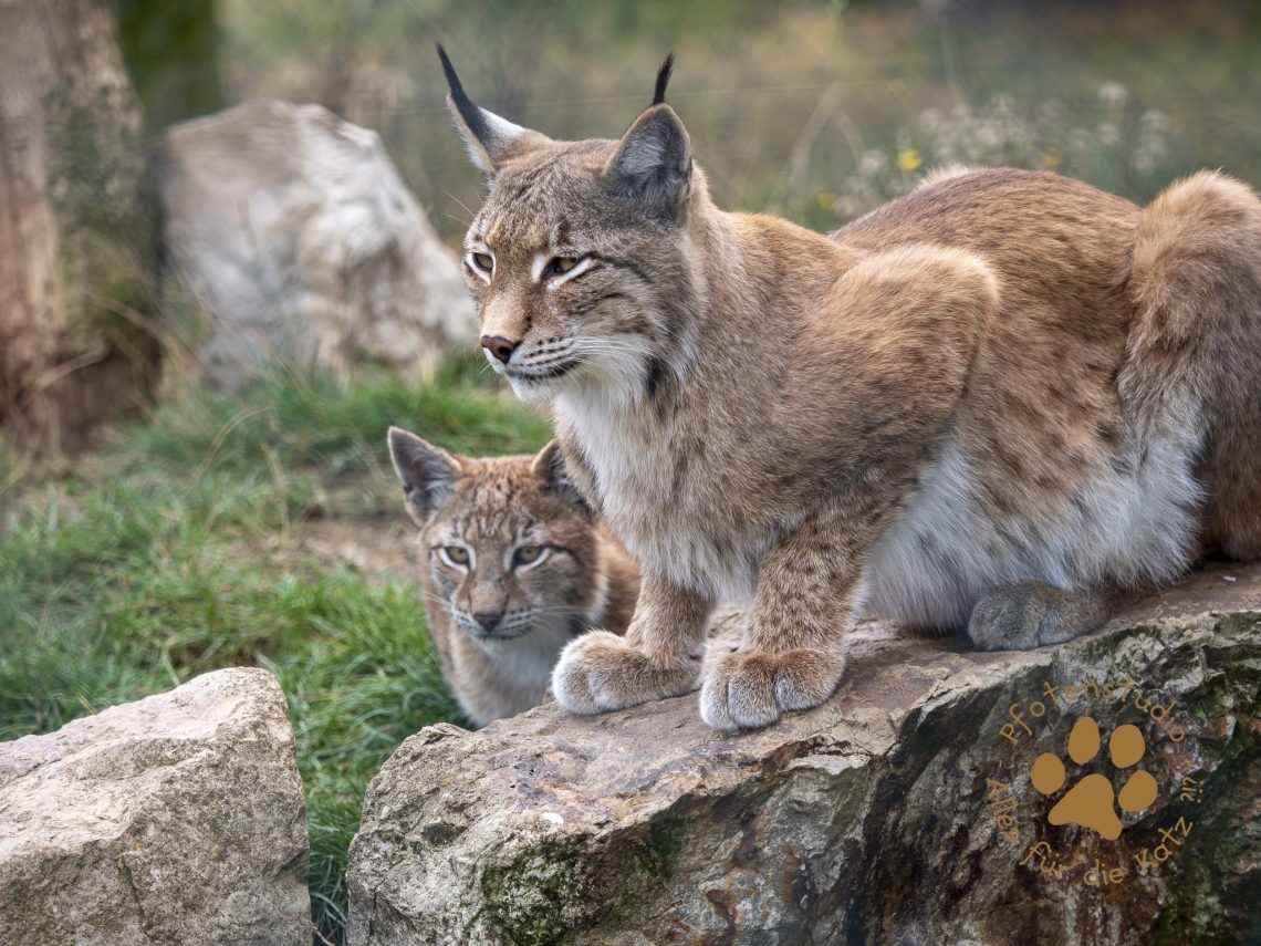 Europ_ischer_Luchs_9171232