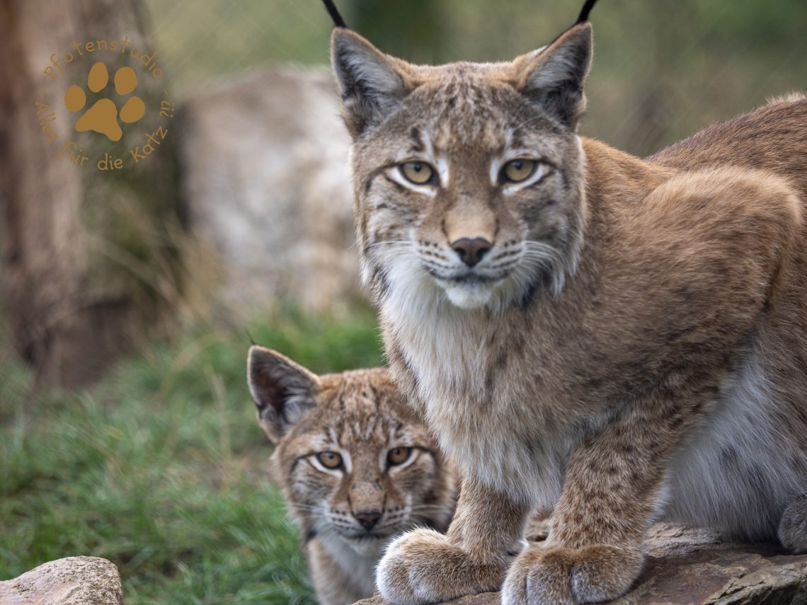 Europ_ischer_Luchs_9171234