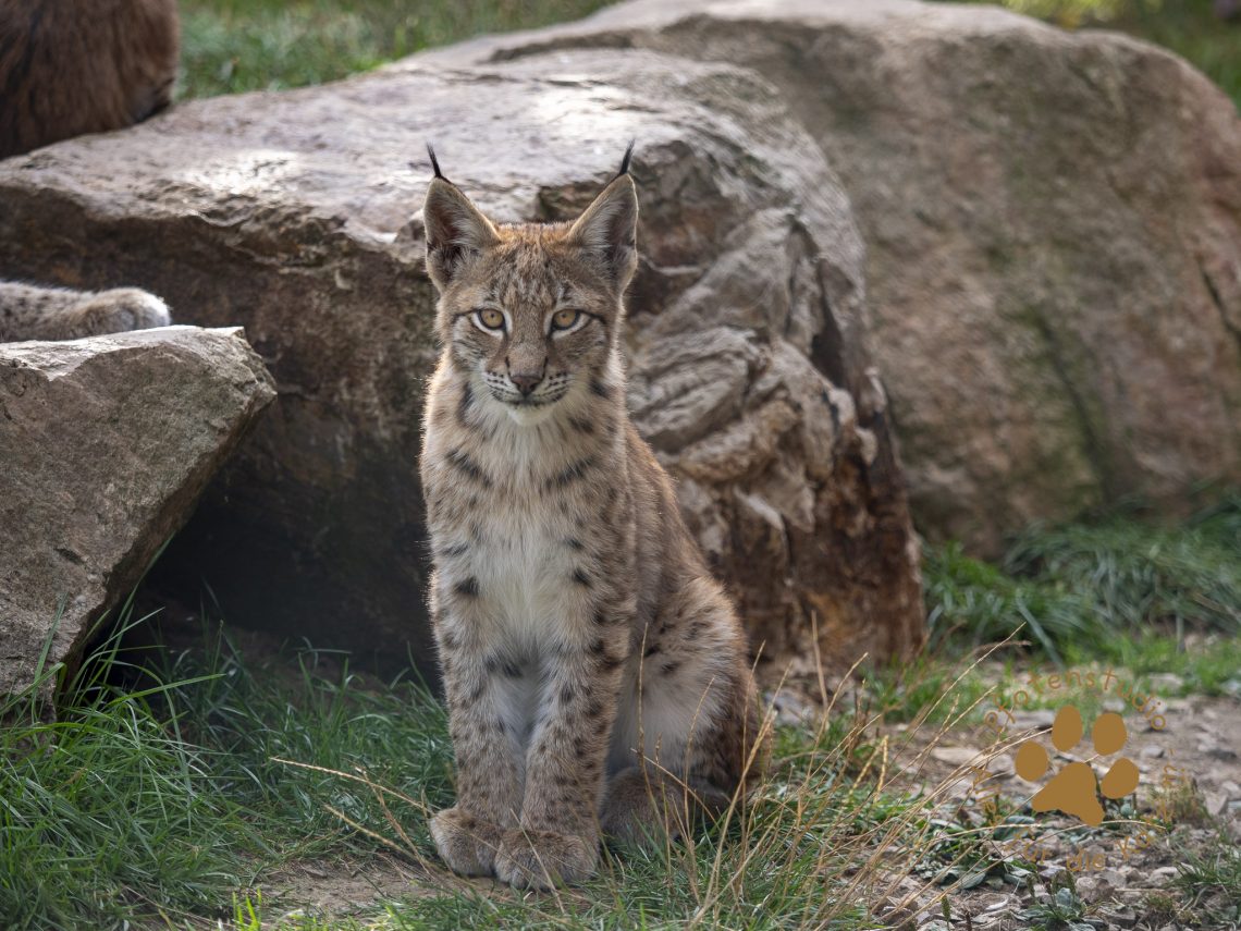 Europ_ischer_Luchs_9171248