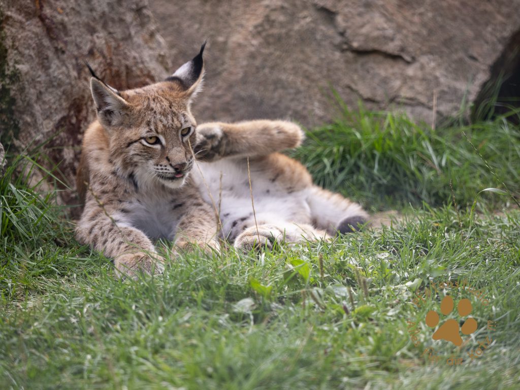 Europ_ischer_Luchs_9171252