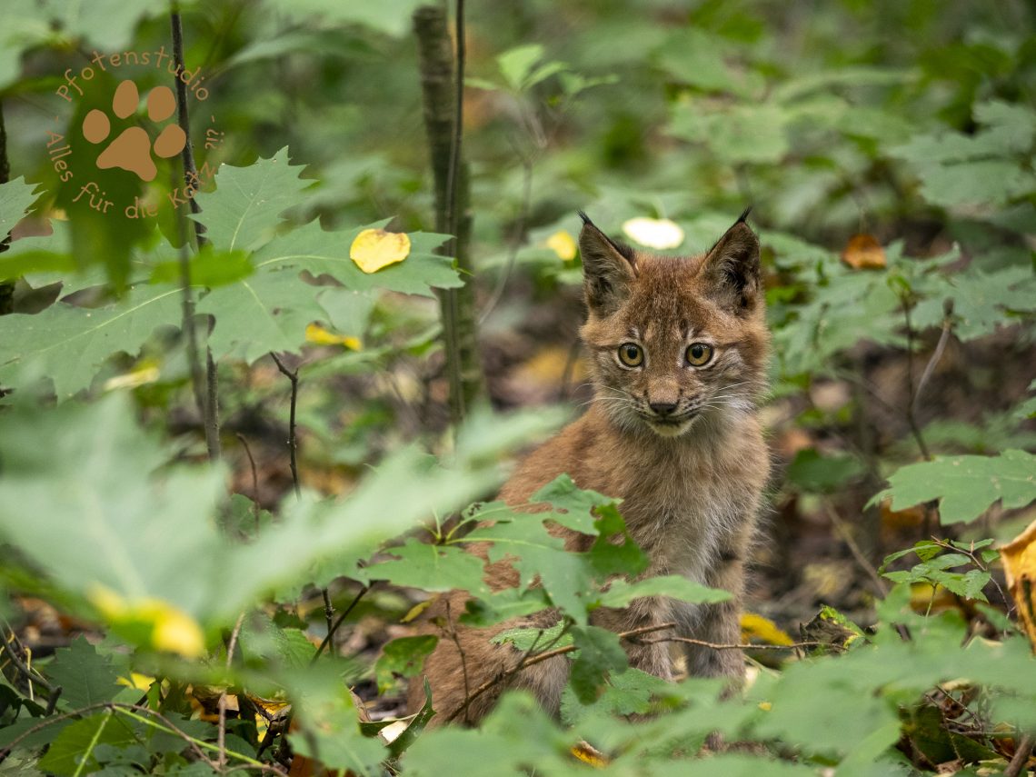 Europ_ischer_Luchs_A030148