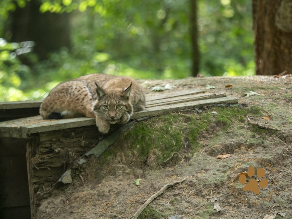 Europ_ischer_Luchs_A100033