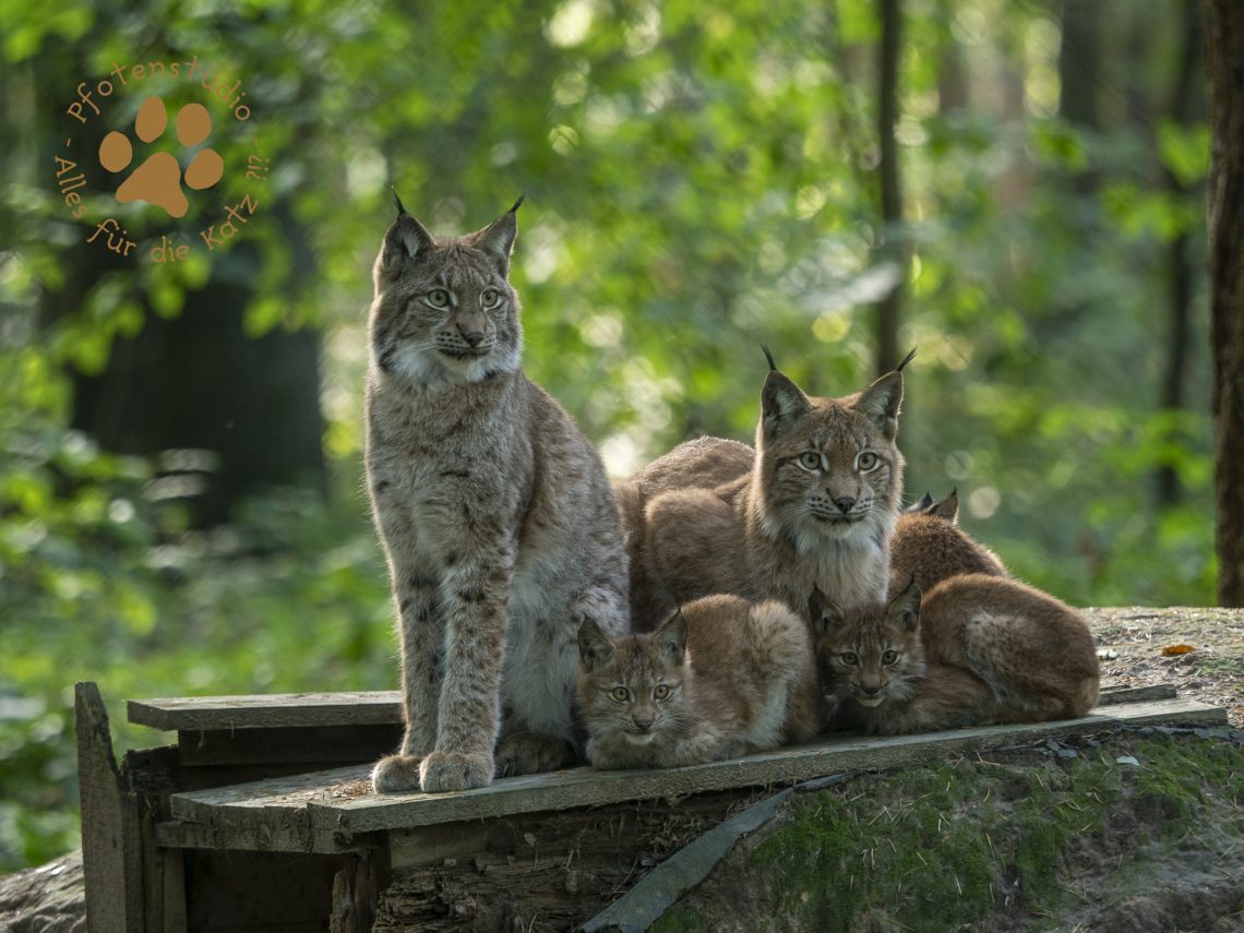 Europ_ischer_Luchs_A100049