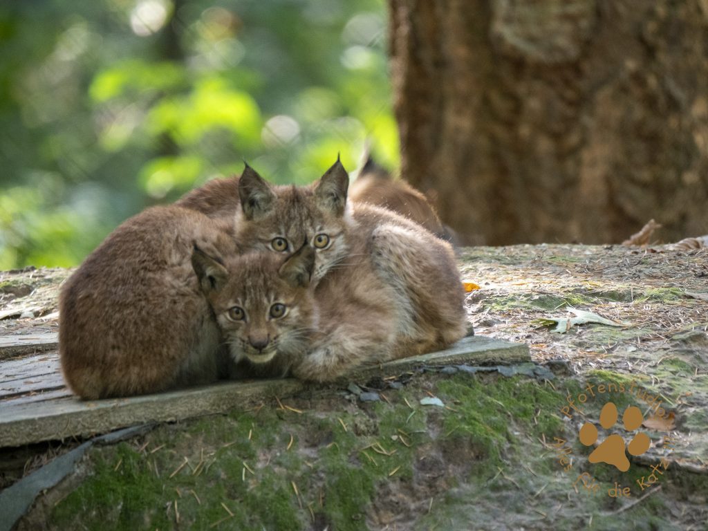 Europ_ischer_Luchs_A100072