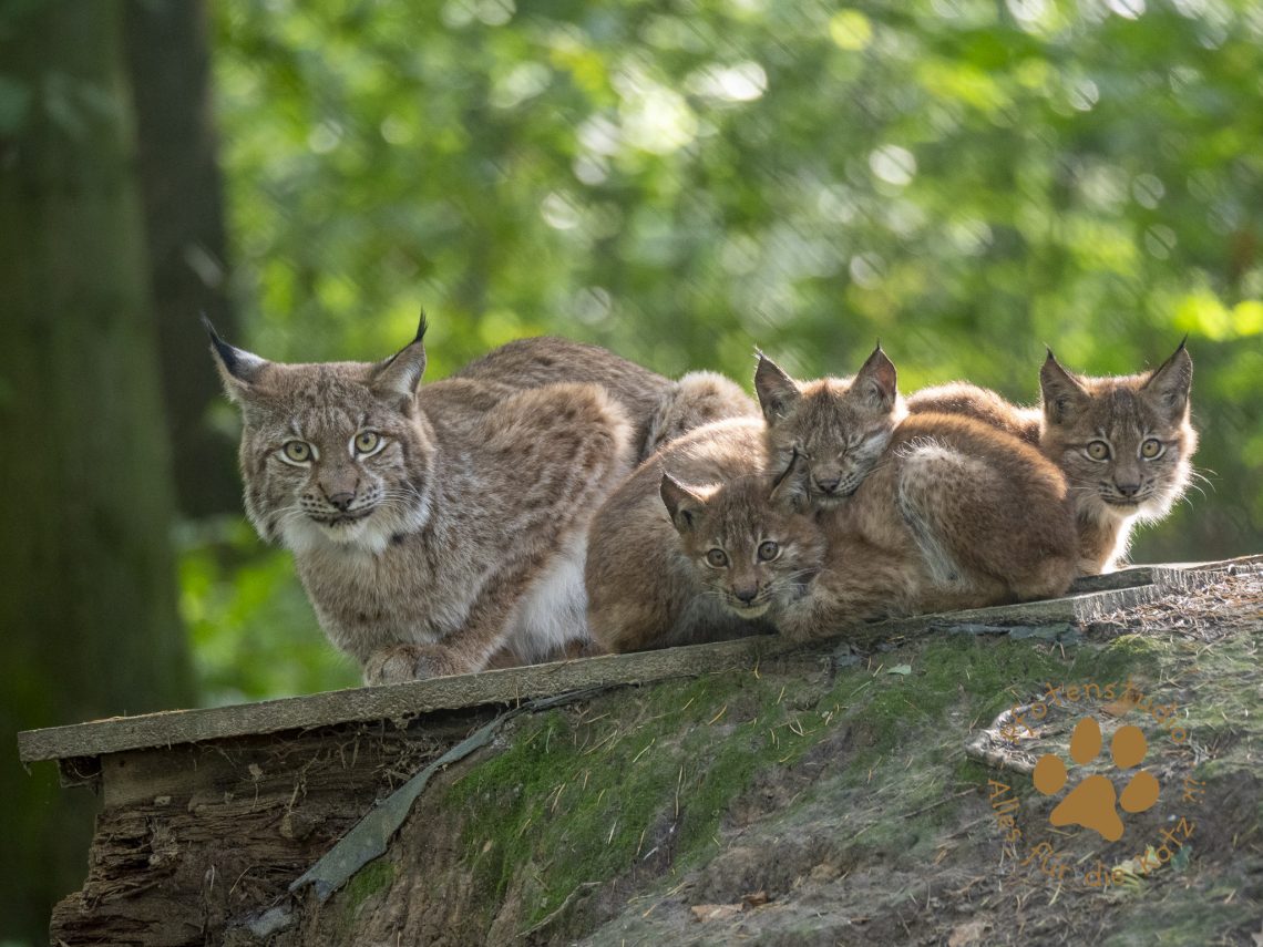 Europ_ischer_Luchs_A100082