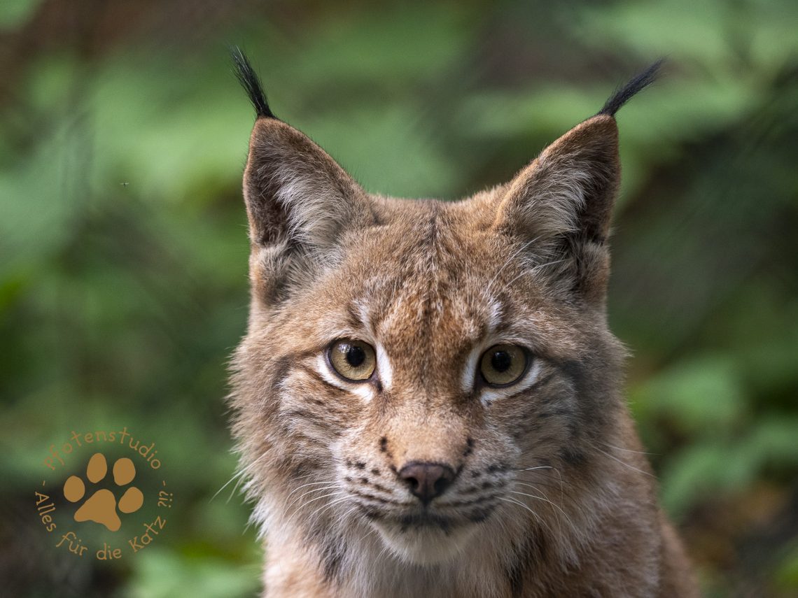 Europ_ischer_Luchs_A100176
