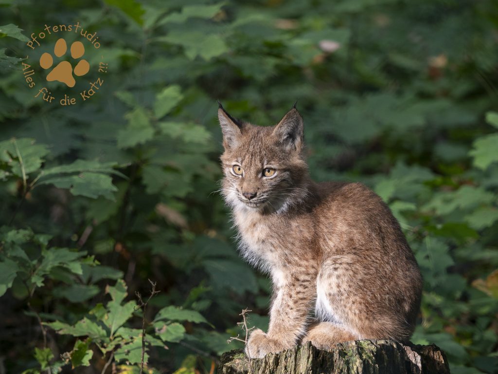 Europ_ischer_Luchs_A100183