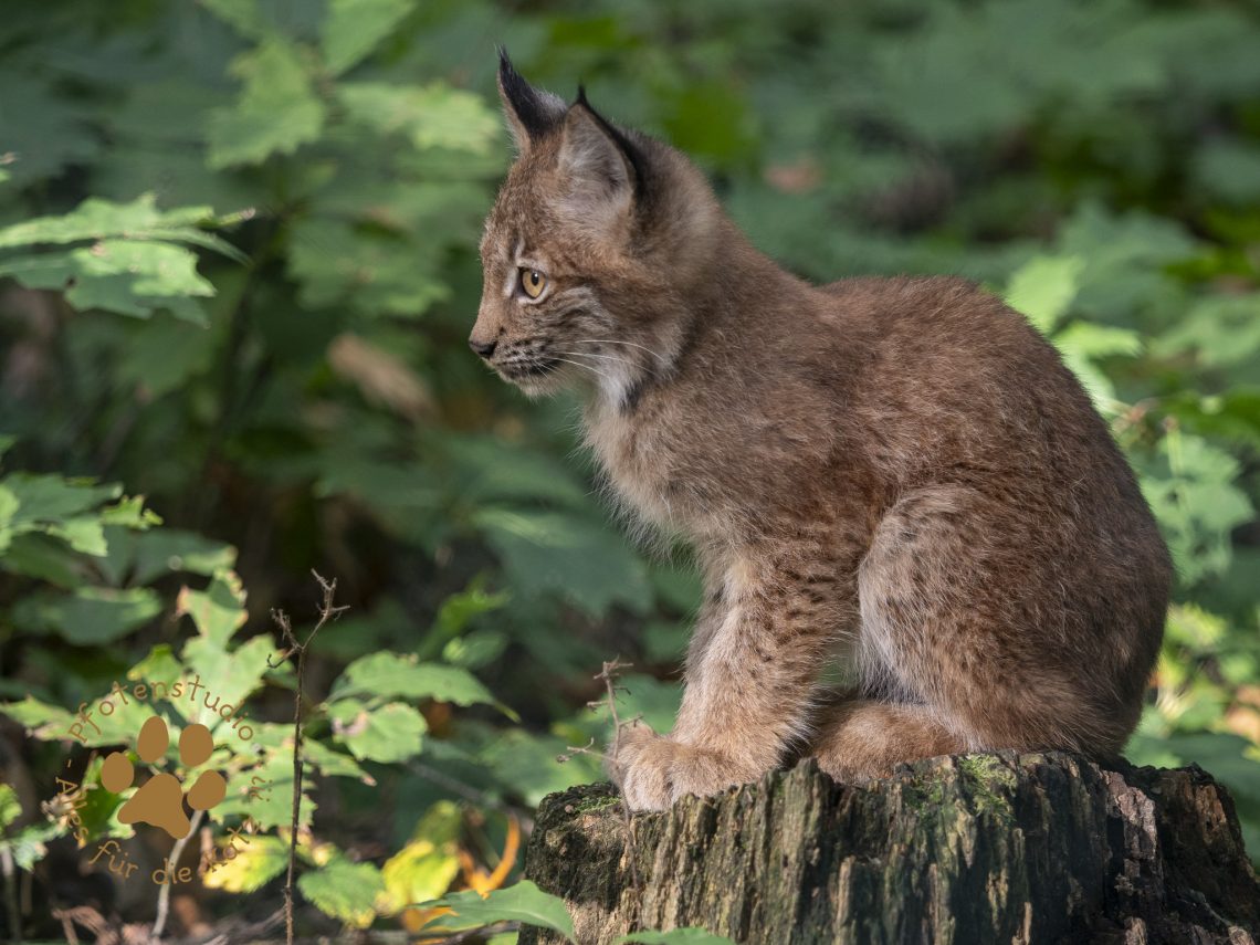 Europ_ischer_Luchs_A100186