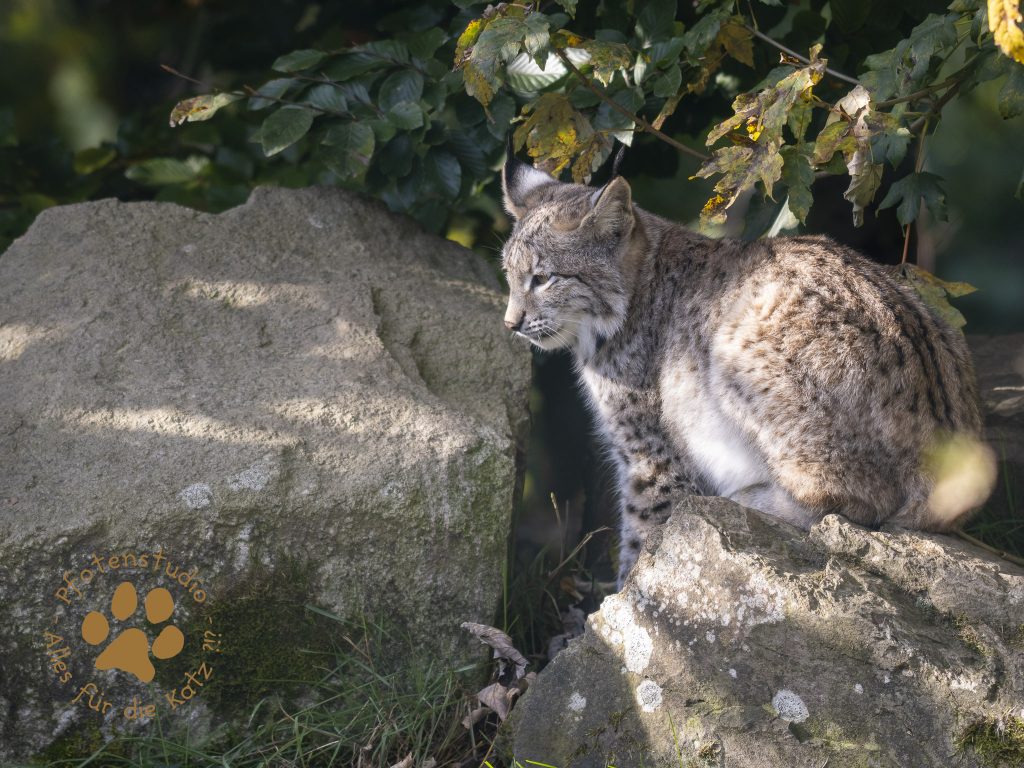 Europ_ischer_Luchs_A170584