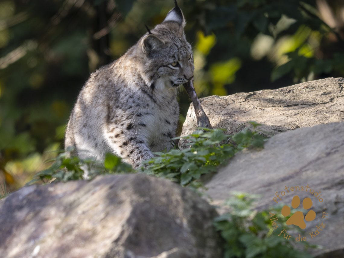 Europ_ischer_Luchs_A170590