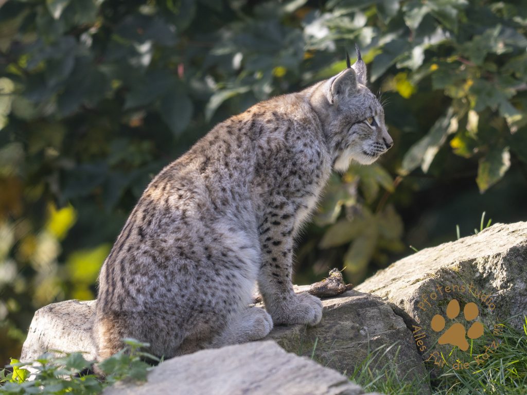 Europ_ischer_Luchs_A170602