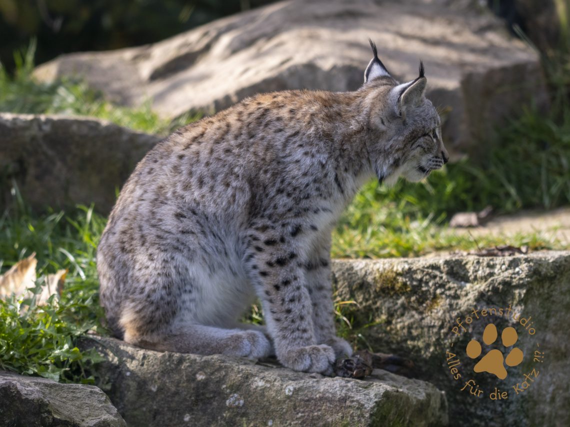 Europ_ischer_Luchs_A170628