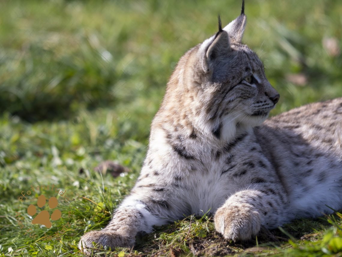 Europ_ischer_Luchs_A170641