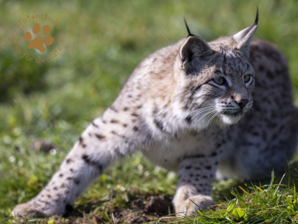 Europ_ischer_Luchs_A170649