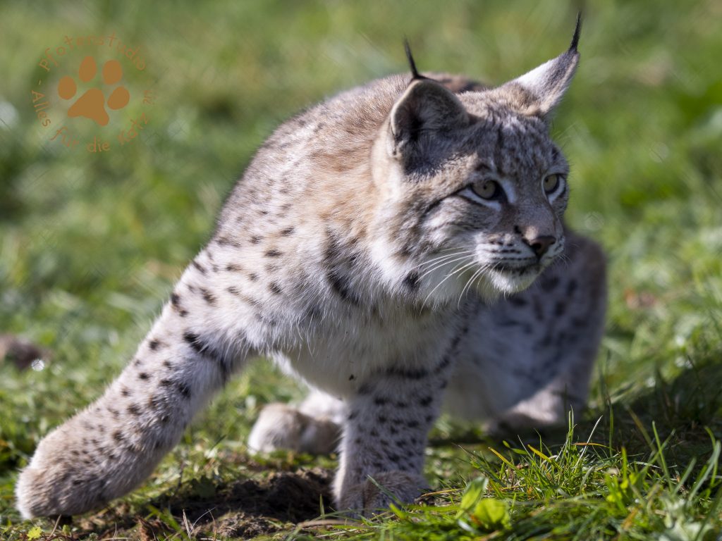 Europ_ischer_Luchs_A170650