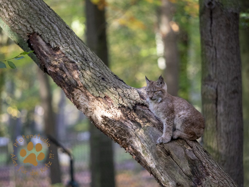 Europ_ischer_Luchs_A280111