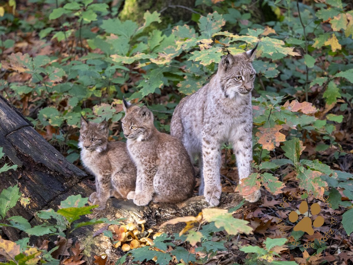 Europ_ischer_Luchs_A280120