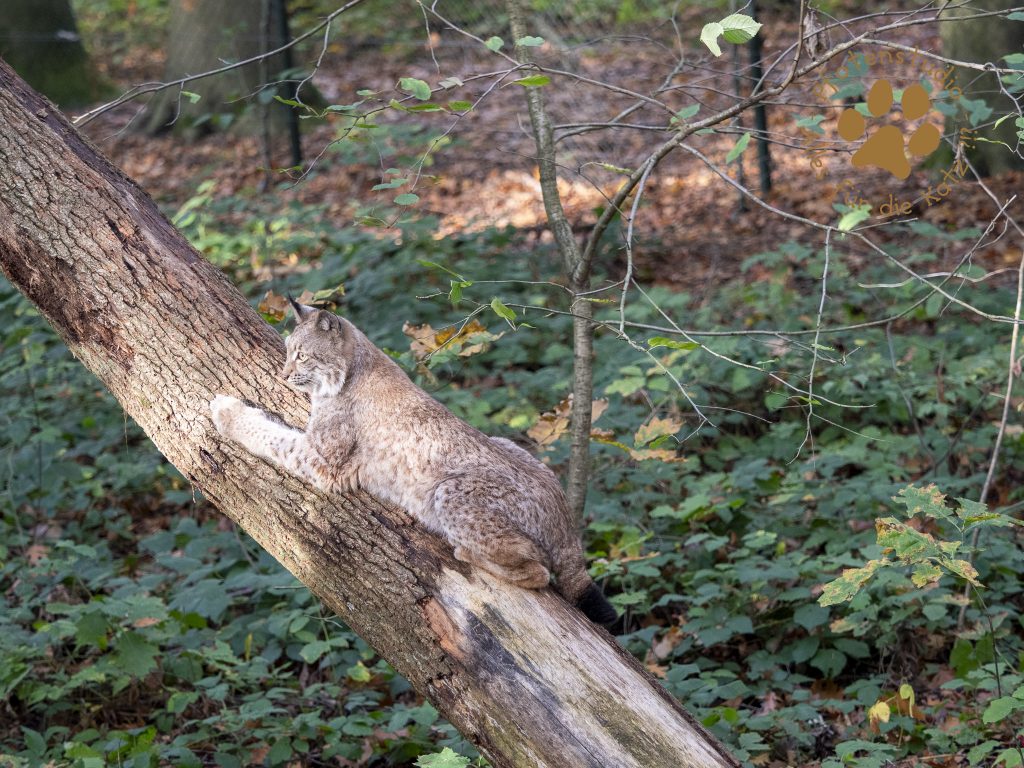 Europ_ischer_Luchs_A280127