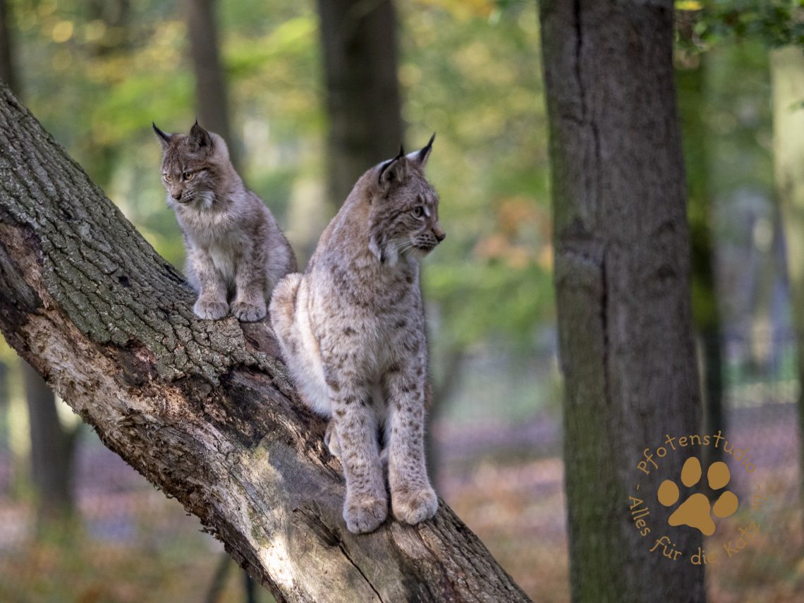 Europ_ischer_Luchs_A280138