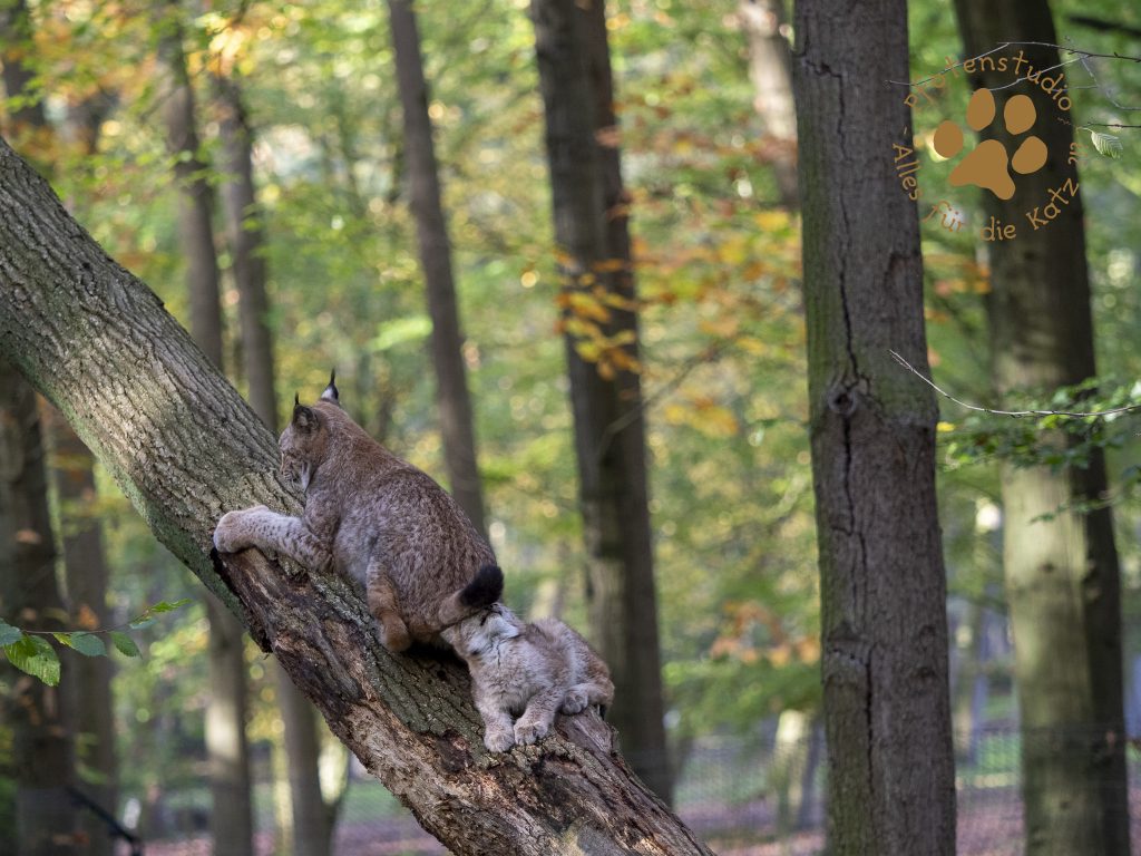 Europ_ischer_Luchs_A280149
