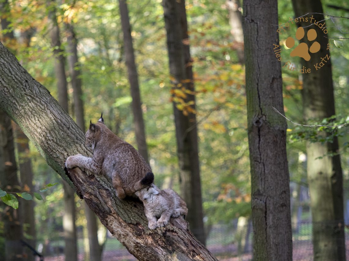 Europ_ischer_Luchs_A280149