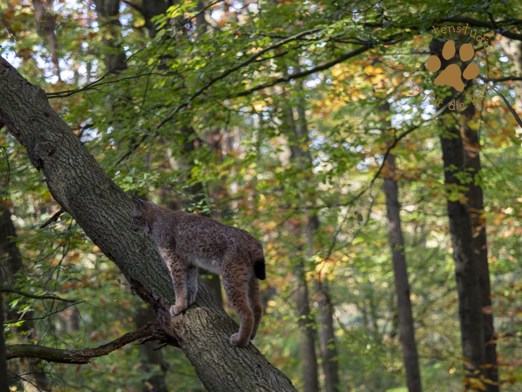 Europ_ischer_Luchs_A280152