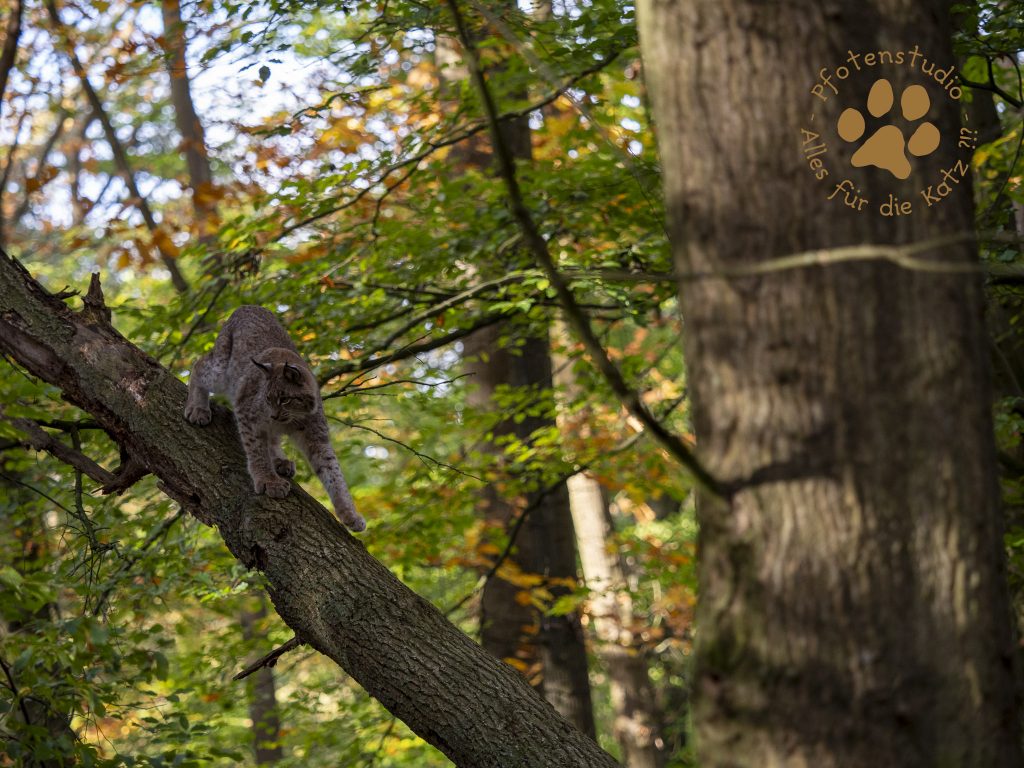 Europ_ischer_Luchs_A280160