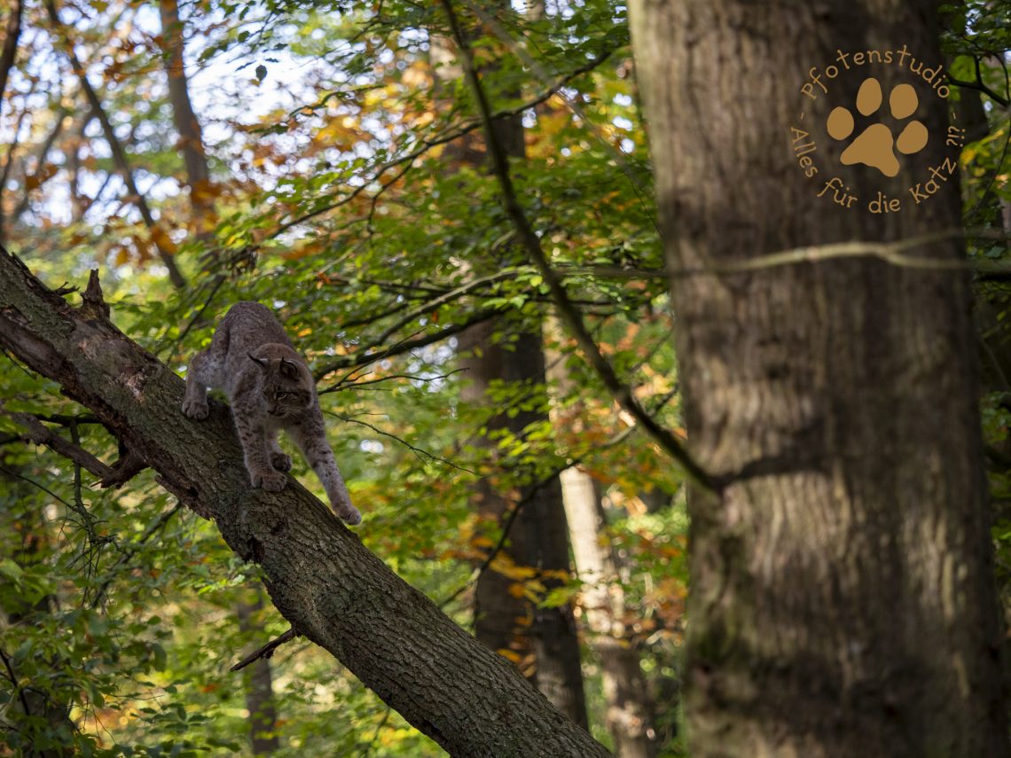 Europ_ischer_Luchs_A280160