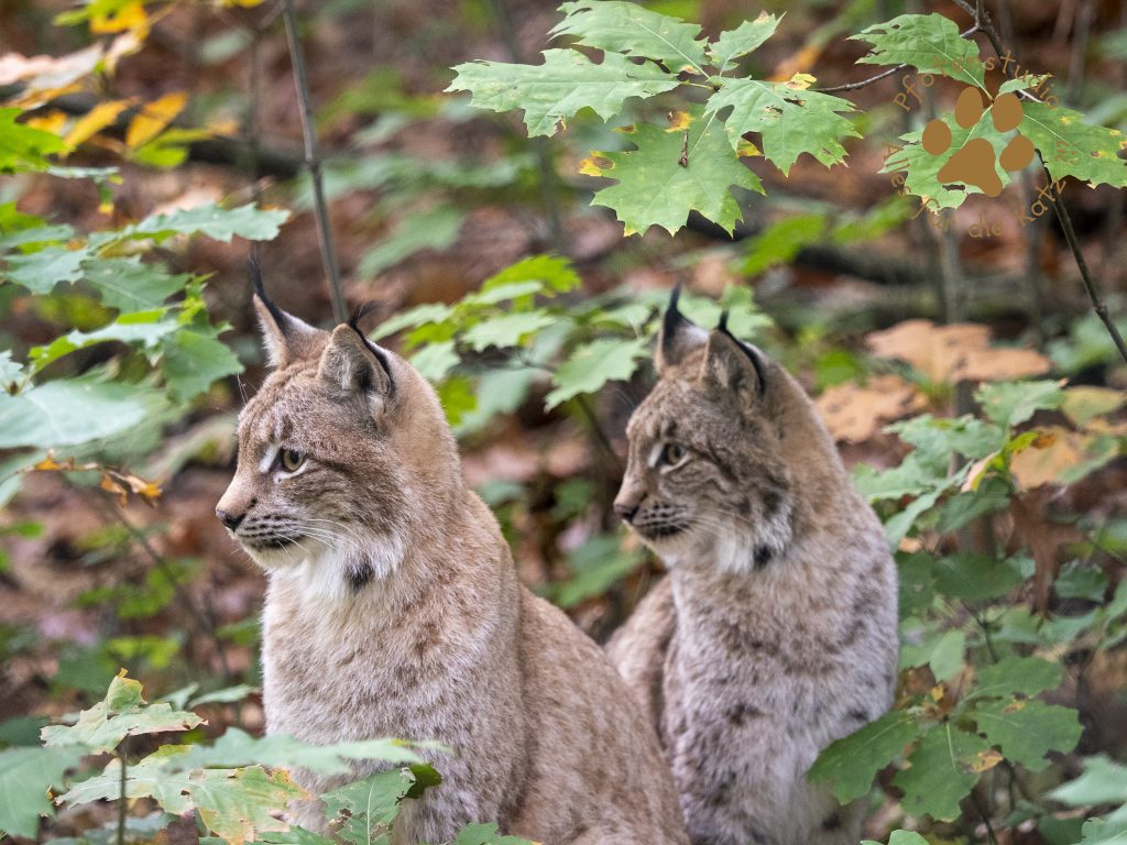 Europ_ischer_Luchs_A280179