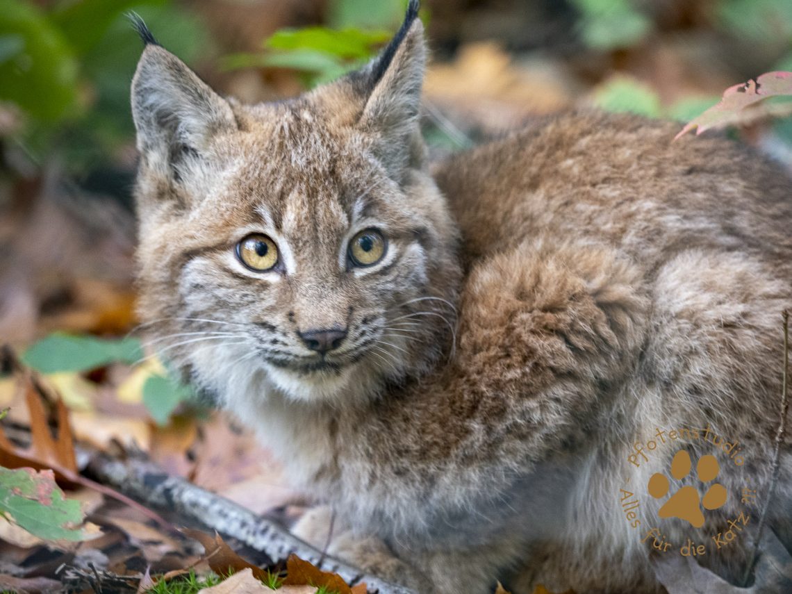 Europ_ischer_Luchs_A280225