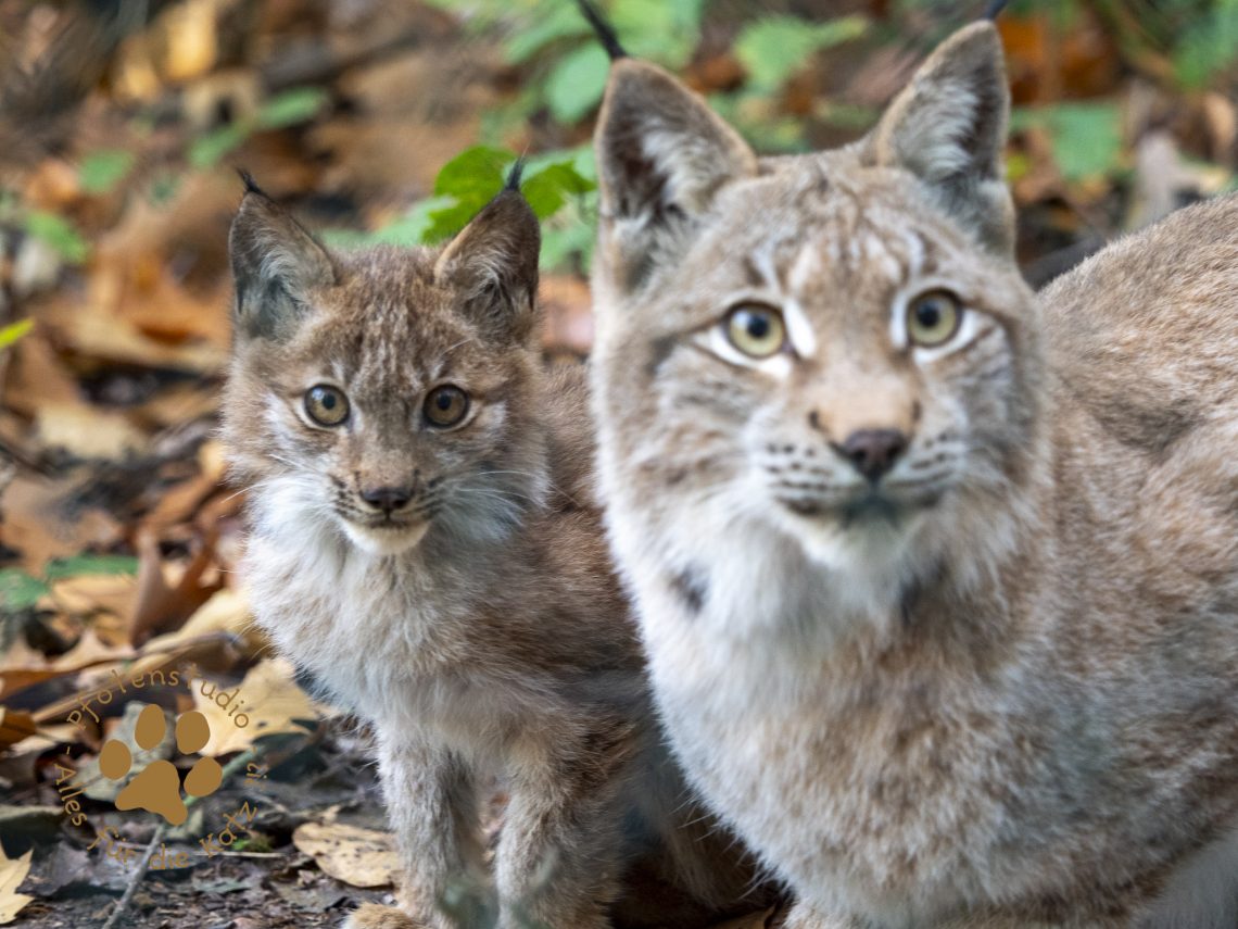 Europ_ischer_Luchs_A280227