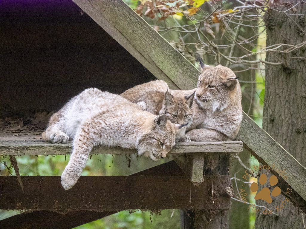 Europ_ischer_Luchs_A290076
