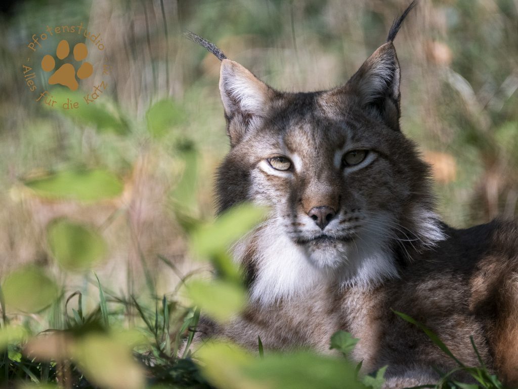 Europ_ischer_Luchs_B050256