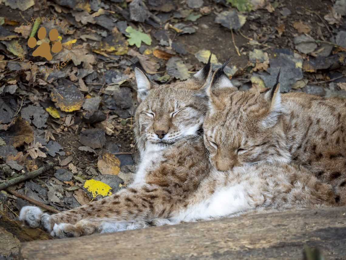 Europ_ischer_Luchs_B070323