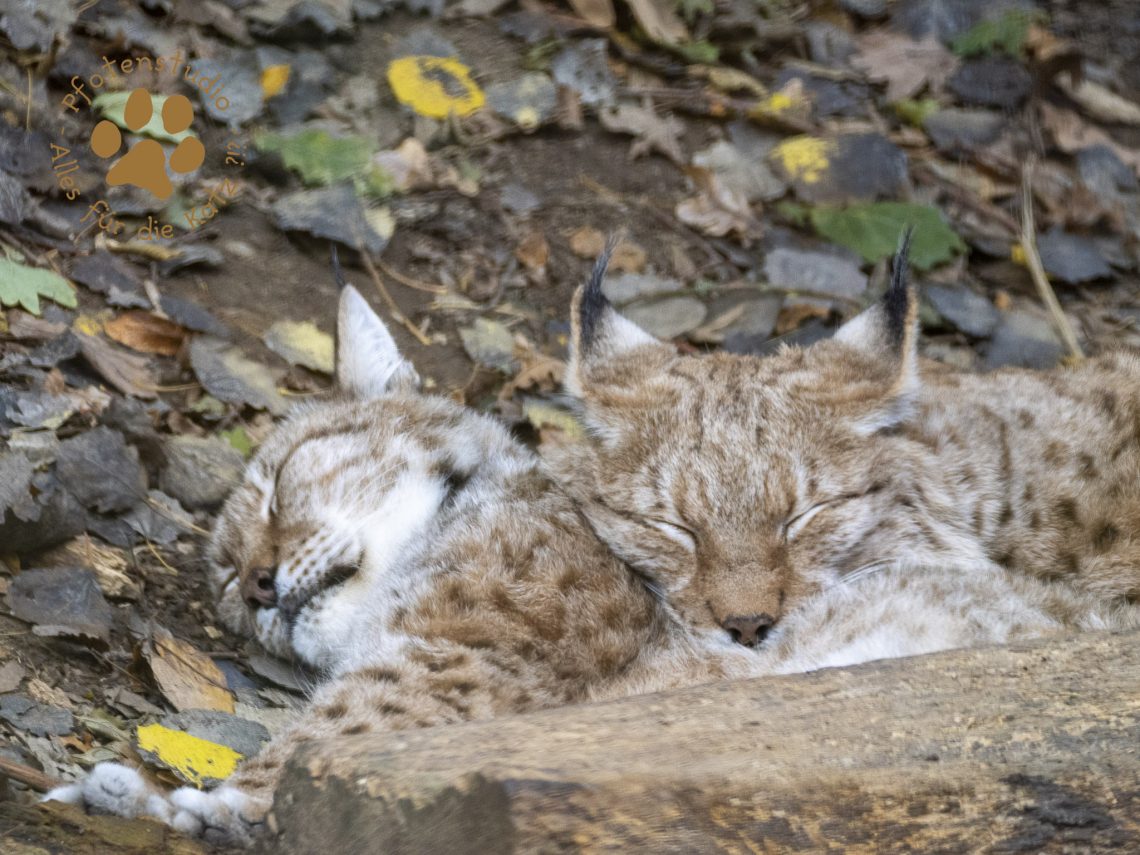 Europ_ischer_Luchs_B070351