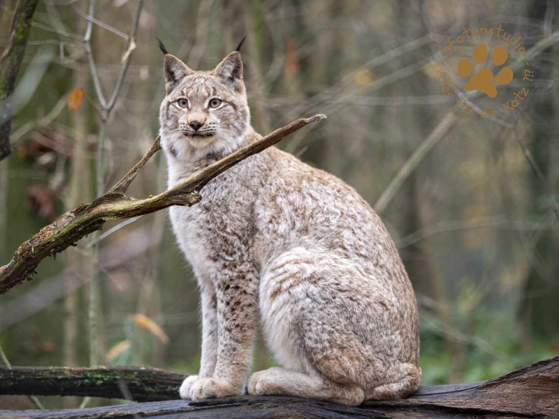 Europ_ischer_Luchs_C010096
