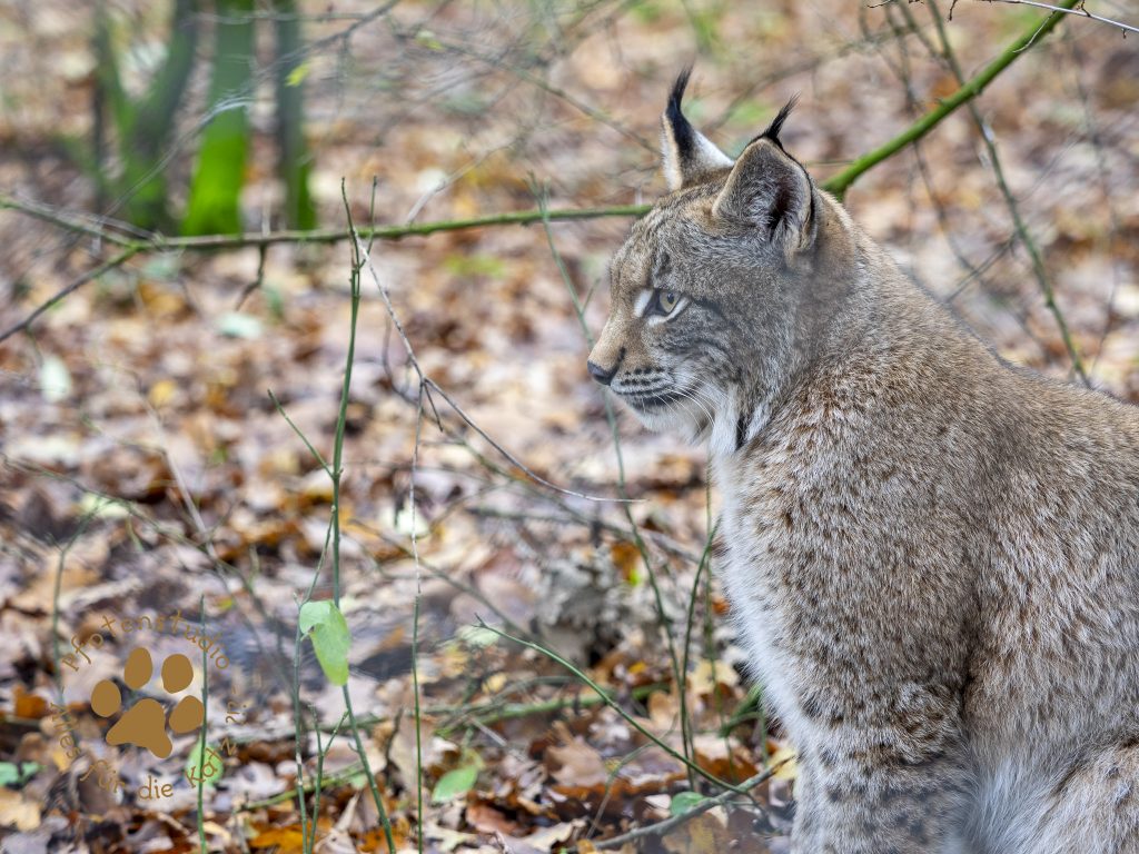 Europ_ischer_Luchs_C040057