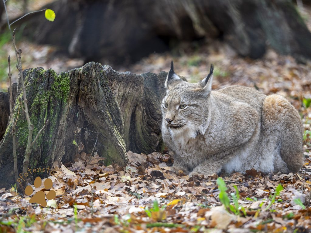 Europ_ischer_Luchs_C040074