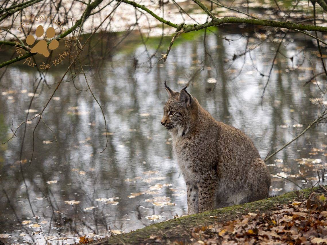 Europ_ischer_Luchs_C040089