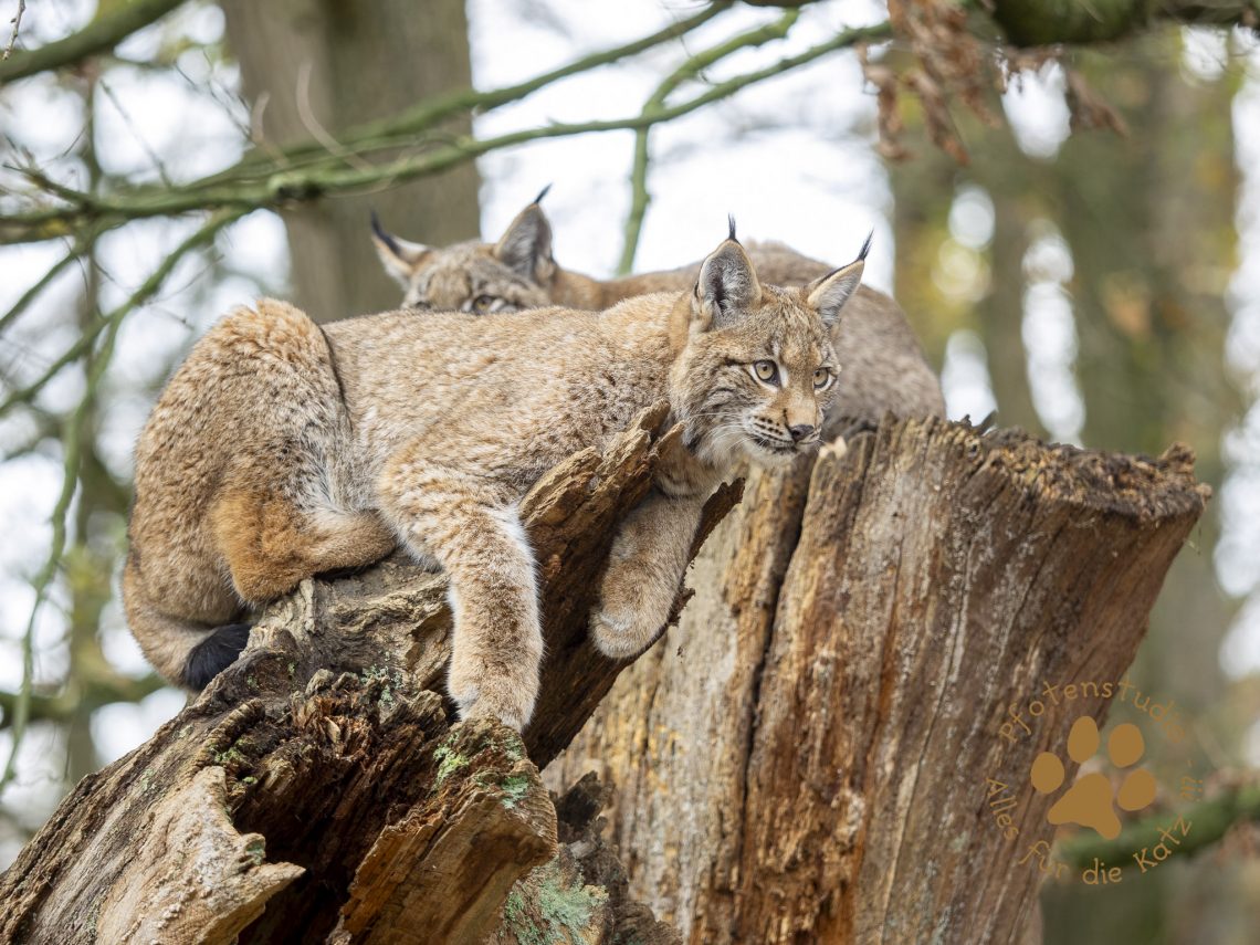 Europ_ischer_Luchs_C040150
